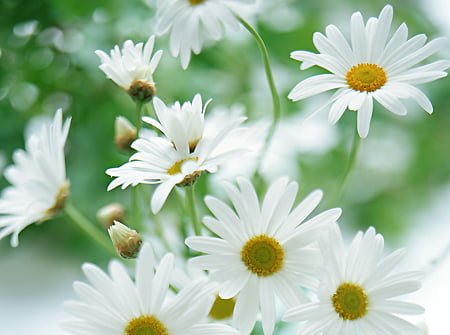 Hoa Cúc dại trắng chữa lẹo mắt