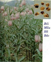 bối mẫu hồ bắc