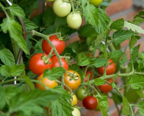 Cây cà chua thuộc loại thân thảo