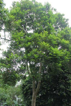Cây trám thân gỗ to cao 8-10m