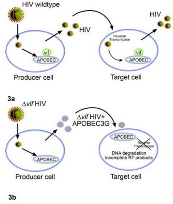 Nhiễm HIV-1 chủng hoang dại