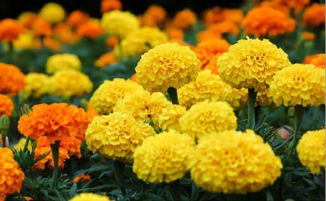 Cây cúc vạn thọ thân thảo, cho hoa đẹp màu vàng cam.