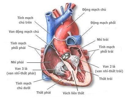 Giải phẫu và sinh lý của tim