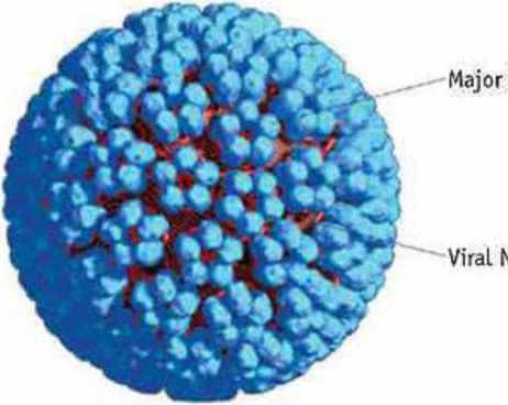 Cấu trúc HPV