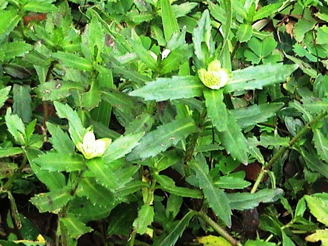 rau ngổ trâu (Enhydra fluctuans Lour.)