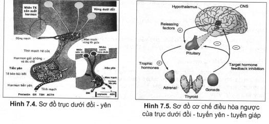 Sơ đồ trục dưới