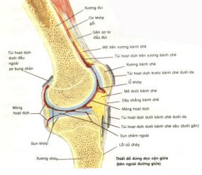 Hình Giải phẫu khớp gối 